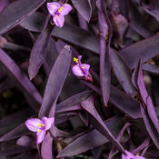 'Purple Queen' - Purple Spiderwort - Tradescantia pallida