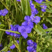 Thumbnail of Close-up: Tradescantia Web Designer Spiderwort