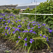 Thumbnail of Landscape: Tradescantia Web Designer Spiderwort