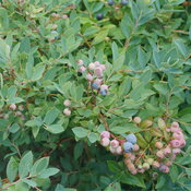 Blueberries maturing in a range of colors on Splendid! Blue blueberry.