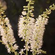 Vanilla Spice® - Summersweet - Clethra alnifolia