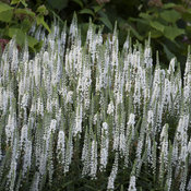 'White Wands' Veronica