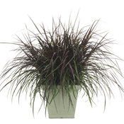 Graceful Grasses® Vertigo® - Purple Fountain Grass - Pennisetum purpureum