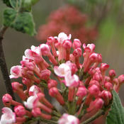 Spice Girl Viburnum carlesii bloom