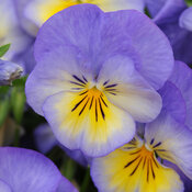 Halo Sky Blue - Violet - Viola cornuta