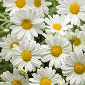 Pure White Butterfly® - Marguerite Daisy - Argyranthemum frutescens