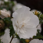 white_chiffon_hibiscus-3696.jpg