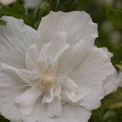 White Chiffon® - Rose of Sharon - Hibiscus syriacus