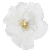 white_chiffon_hibiscus.jpg