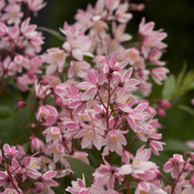 Yuki Cherry Blossom™ Deutzia