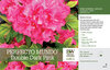 Rhododendron Perfecto Mundo® Double Dark Pink fluffy dark pink flowers.