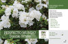 Rhododendron Perfecto Mundo® Double White in full flower.
