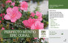 Rhododendron Perfecto Mundo Epic Coral™ (Azalea) 11x7" Variety Benchcard