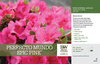 Rhododendron Perfecto Mundo Epic Pink™ (Azalea) 11x7" Variety Benchcard