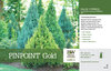 Bright chartreuse foliage pyramidal evergreen Pinpoint Gold false cypress.