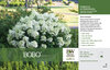 Hydrangea Bobo® covered in blooms in the garden.