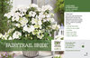 Blousy white flowers on cascading Fairytrail Bride Cascade Hydrangea.