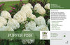 Hydrangea Puffer Fish™ (Panicle Hydrangea) 11x7" Variety Benchcard