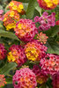 Luscious® Berry Blend™ - Lantana camara