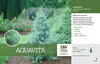 Juniperus Aquavita Benchcard