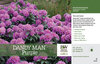 Rhododendron Dandy Man Purple Benchcard