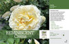 Rosa Reminiscent™ Crema (Rose) 11x7" Variety Benchcard