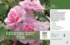 Rosa Reminiscent™ Pink (Rose) 11x7" Variety Benchcard