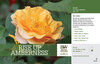Rosa Rise Up Amberness™ (Rose) 11x7" Variety Benchcard