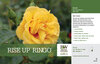 Rosa Rise Up™ Ringo® (Rose) 11x7" Variety Benchcard