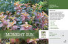 Weigela Midnight Sun™ (Weigela) 11x7" Variety Benchcard