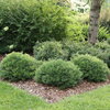 Gem Box Prime™ - Inkberry holly - Ilex glabra