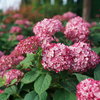 Invincibelle® Ruby - Smooth hydrangea - Hydrangea arborescens