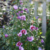 Purple Pillar® - Rose of Sharon - Hibiscus syriacus