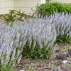 Color Spires® 'Crystal Blue' - Perennial Salvia - Salvia nemorosa