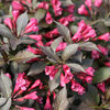 Spilled Wine® - Weigela florida