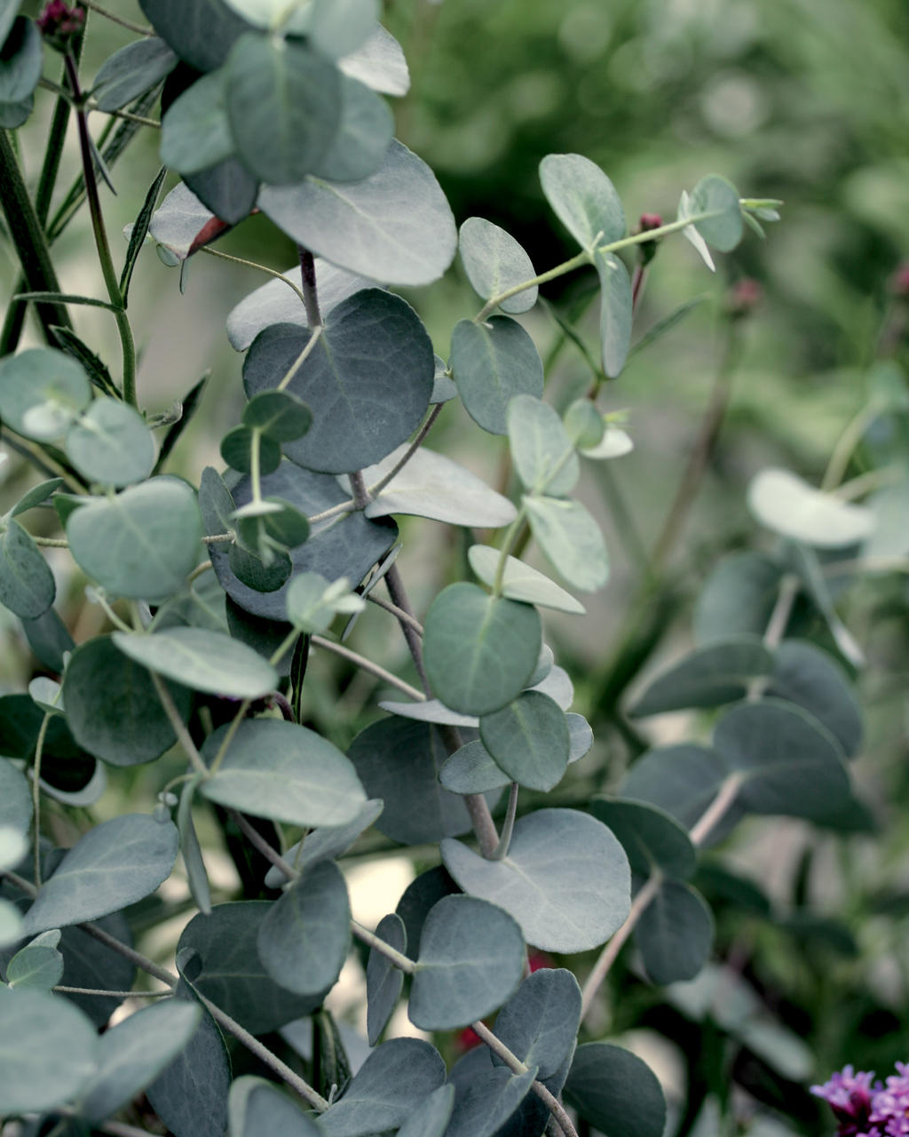 Silver Drop Eucalyptus gunnii Proven Winners
