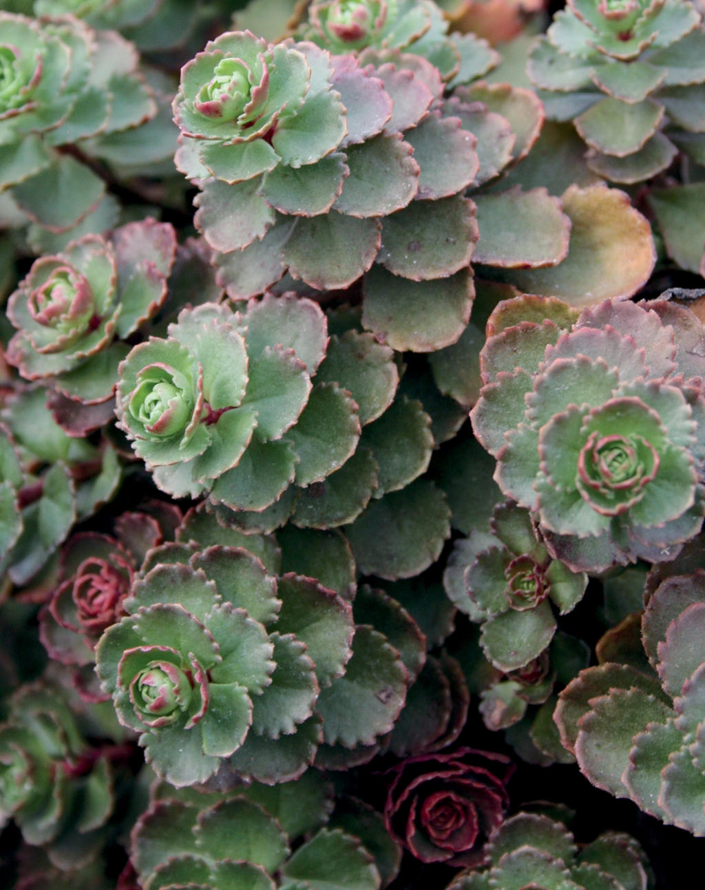 Dragon S Blood Stonecrop Sedum Spurium Proven Winners