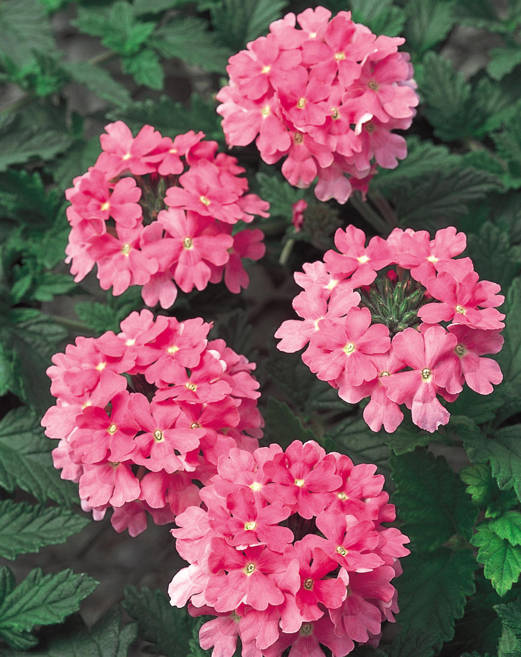 Temari® Bright Pink Verbena hybrid Proven Winners