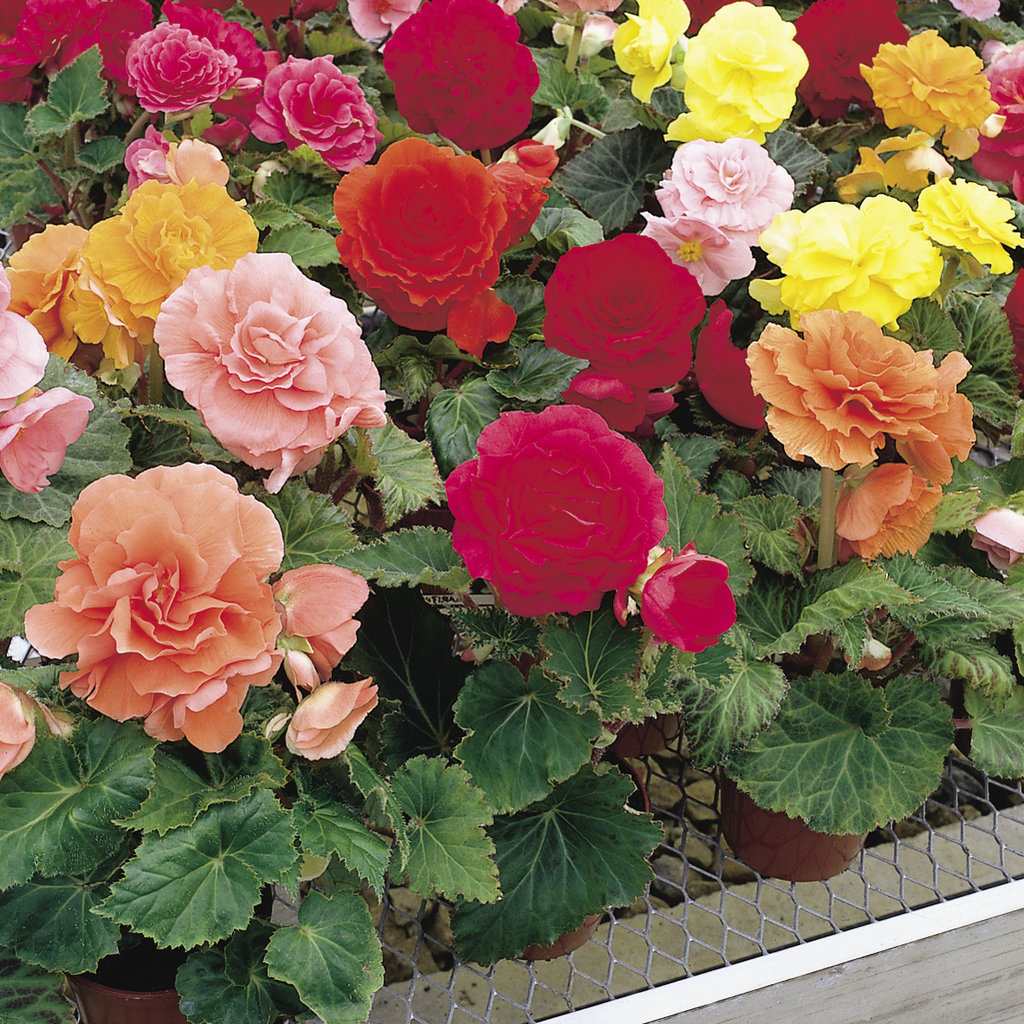 Nonstop® Mix Tuberous Begonia Begonia X Tuberhybrida Proven Winners