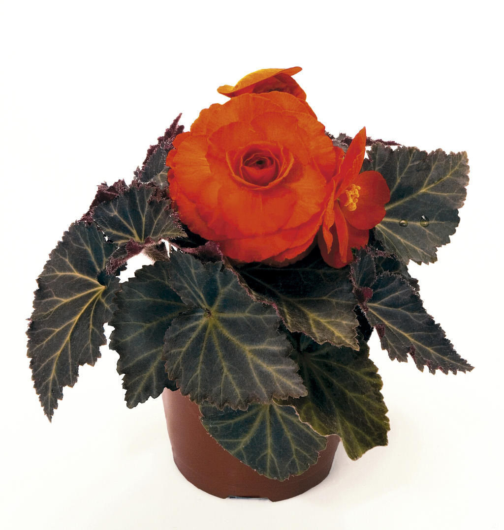 Nonstop® Mocca Deep Orange Tuberous Begonia Begonia X Tuberhybrida Proven Winners