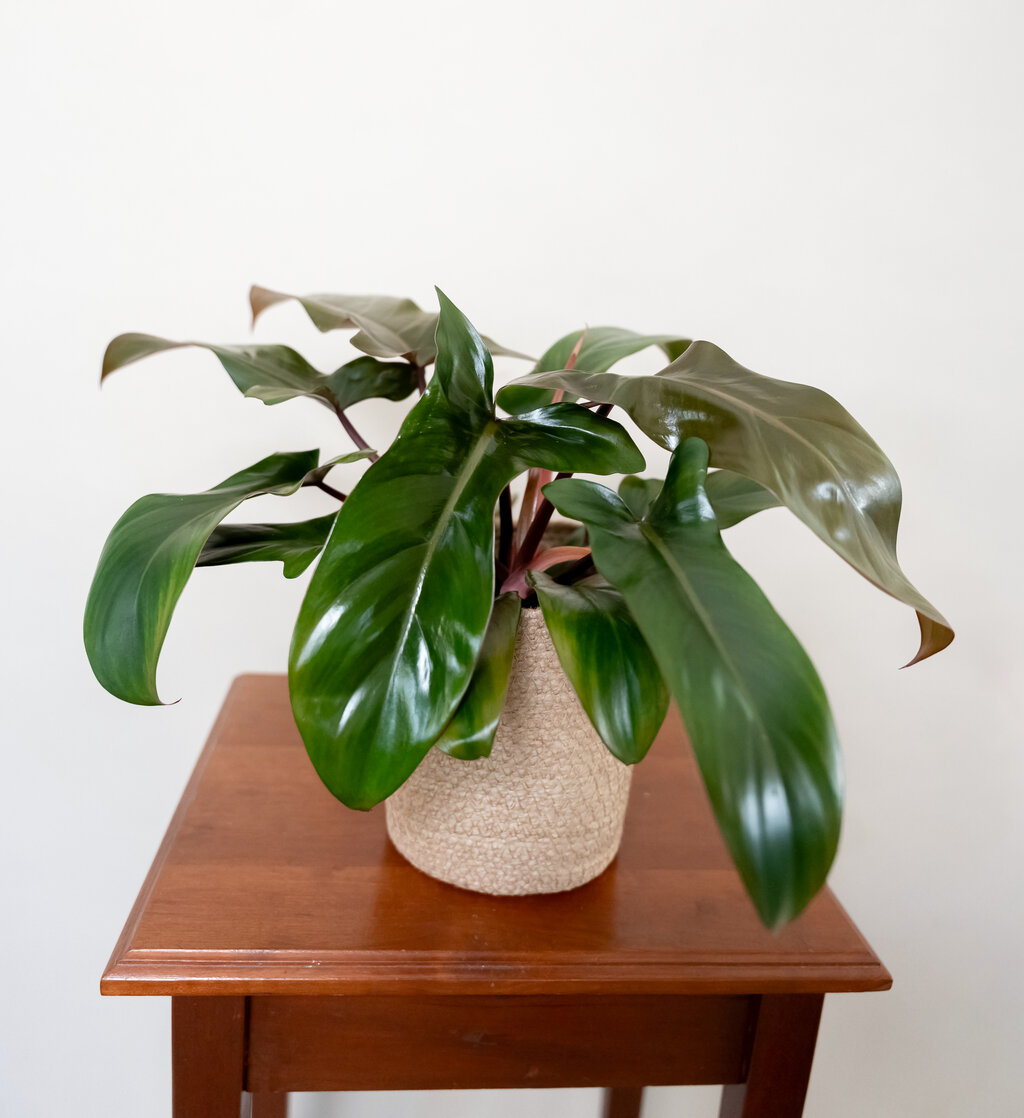 Prismacolor™ Bronze - Philodendron hybrid | Proven Winners