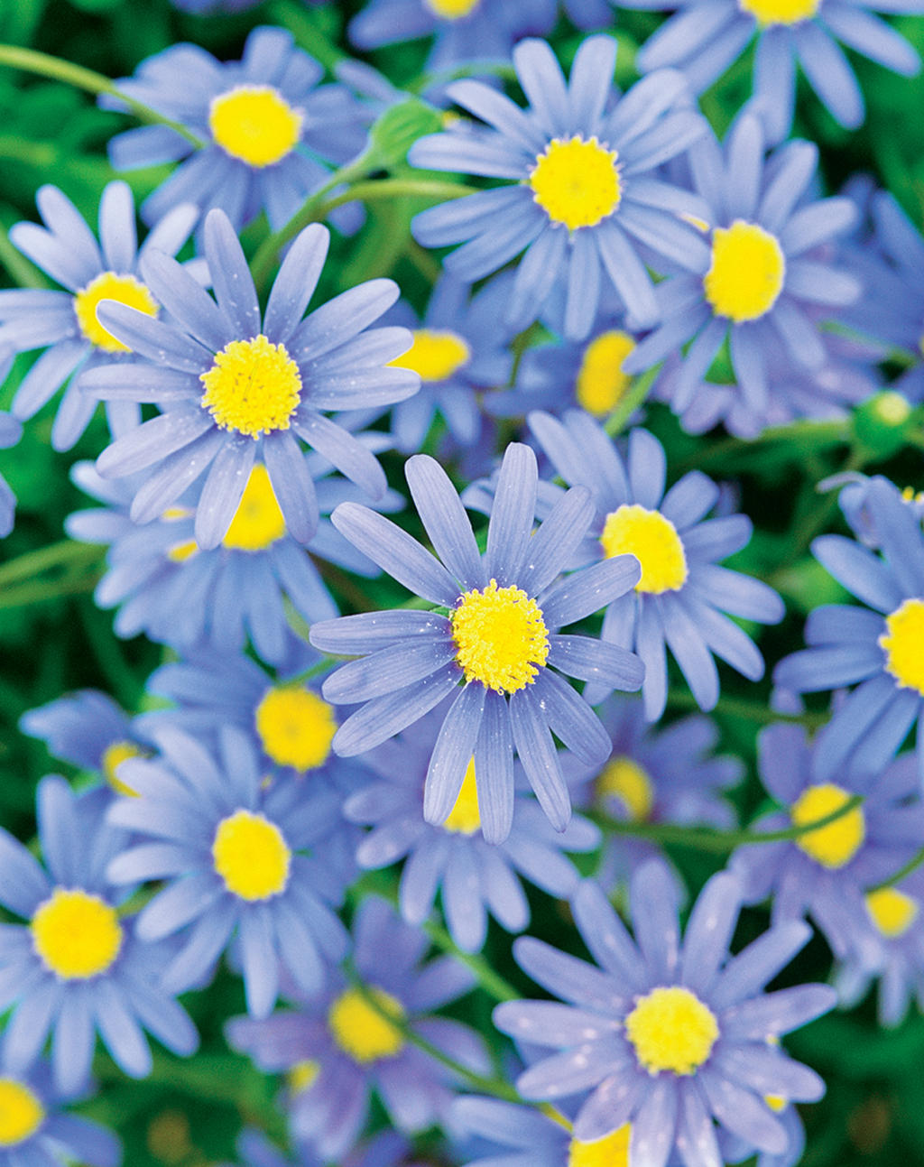 Cape Town Blue - Blue Felicia Daisy - Felicia hybrid