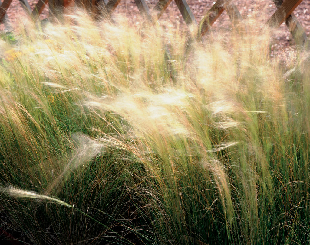 Mexican Feather Grass Png