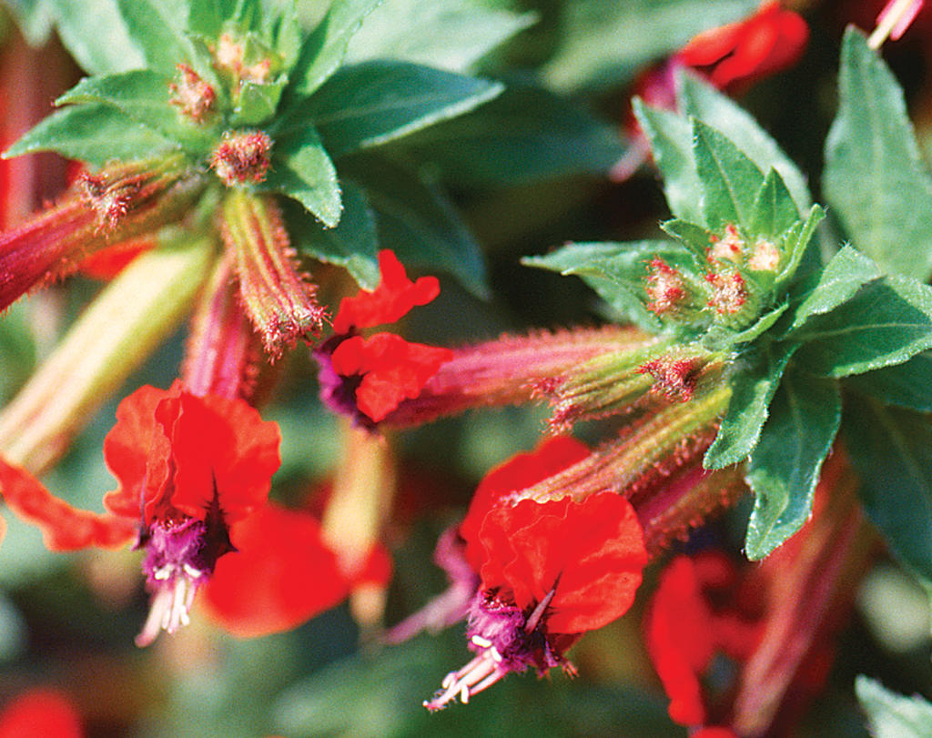 Tiny Mice?? Cuphea llavea Proven Winners