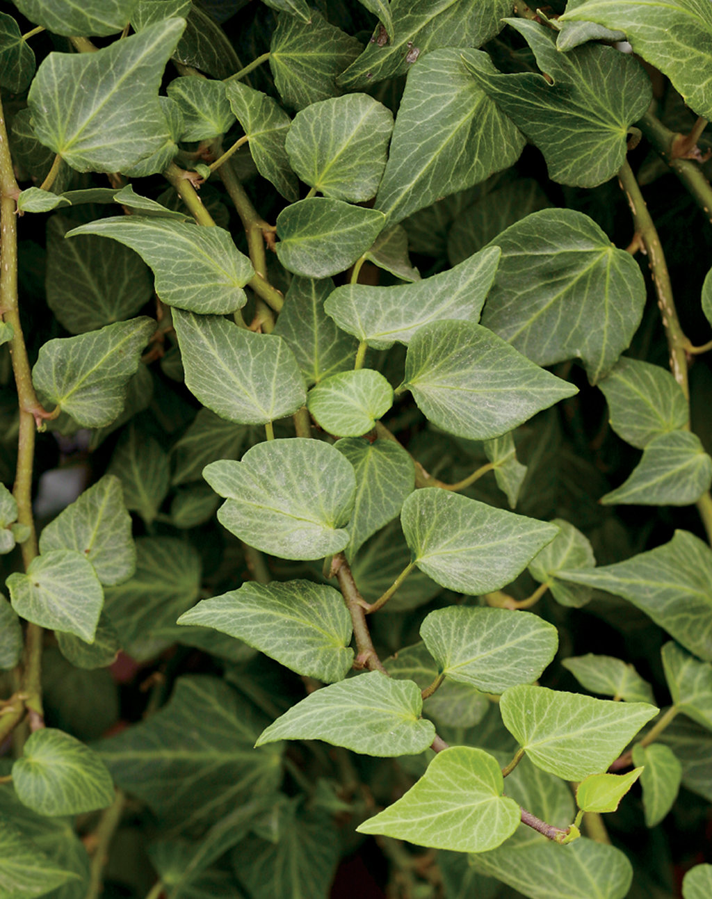 Ivy Flower, Hedera helix, English Ivy