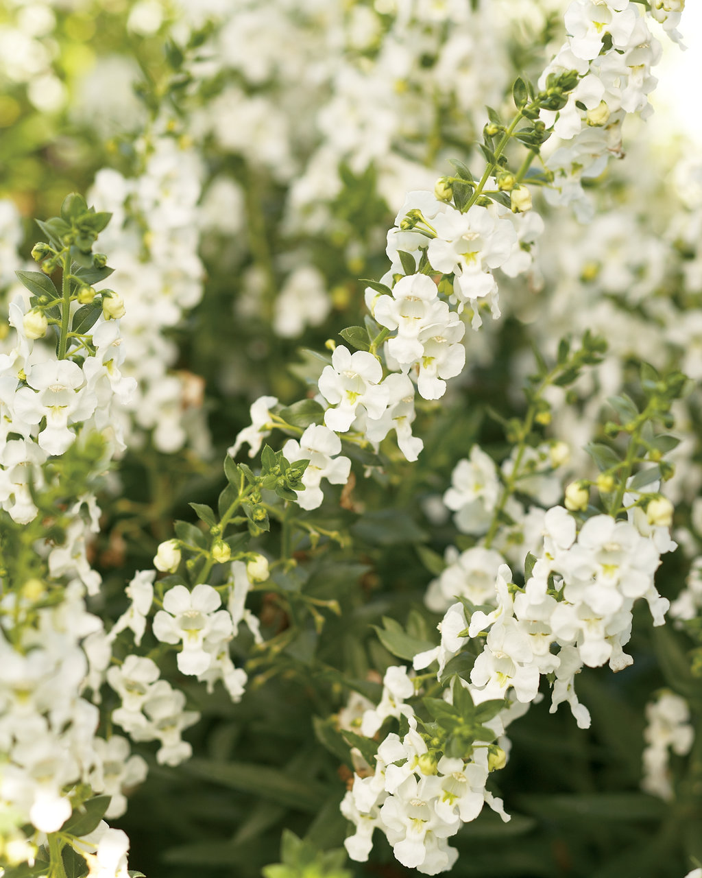 Angelface White Summer Snapdragon Angelonia Angustifolia Hybrid Proven Winners