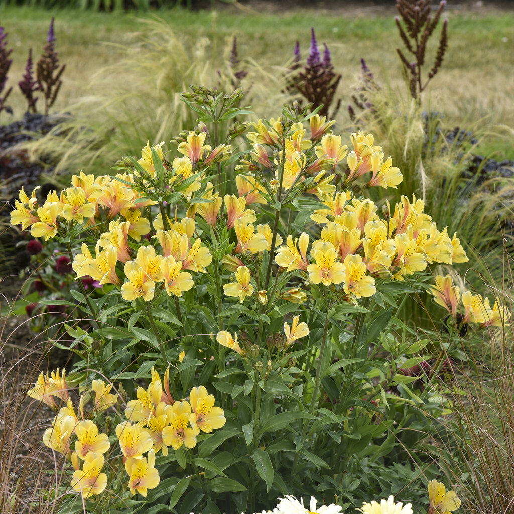 'Golden Tiara' Peruvian Lily Alstroemeria hybrid Proven Winners