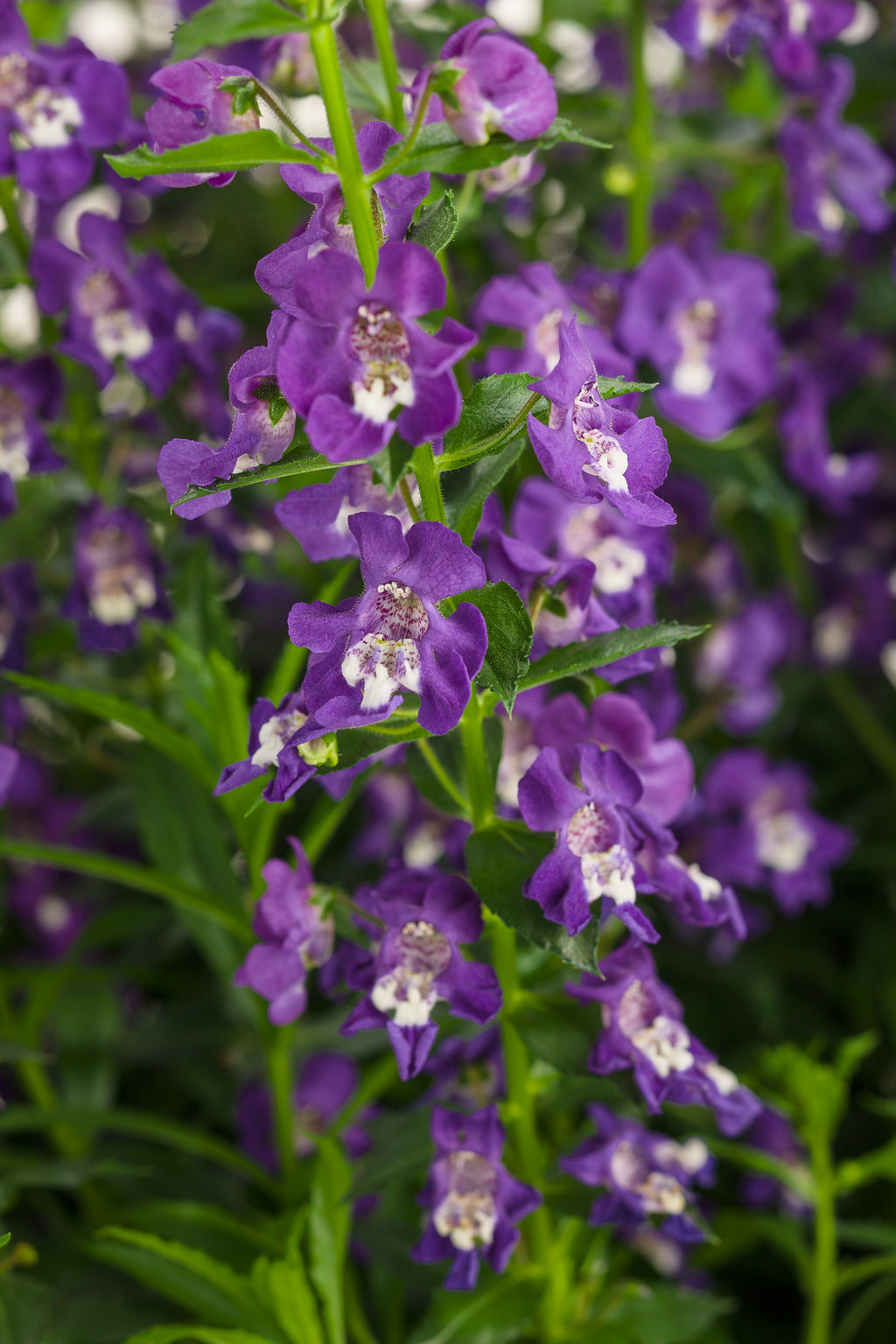 Angelface® Super Blue Summer Snapdragon Angelonia angustifolia