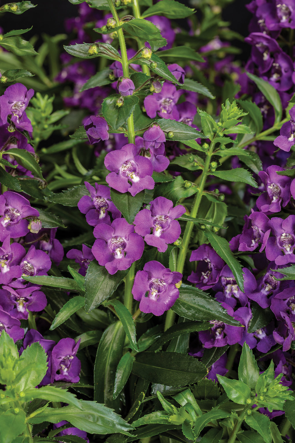 Angelface Super Blue Summer Snapdragon Angelonia Angustifolia Proven Winners