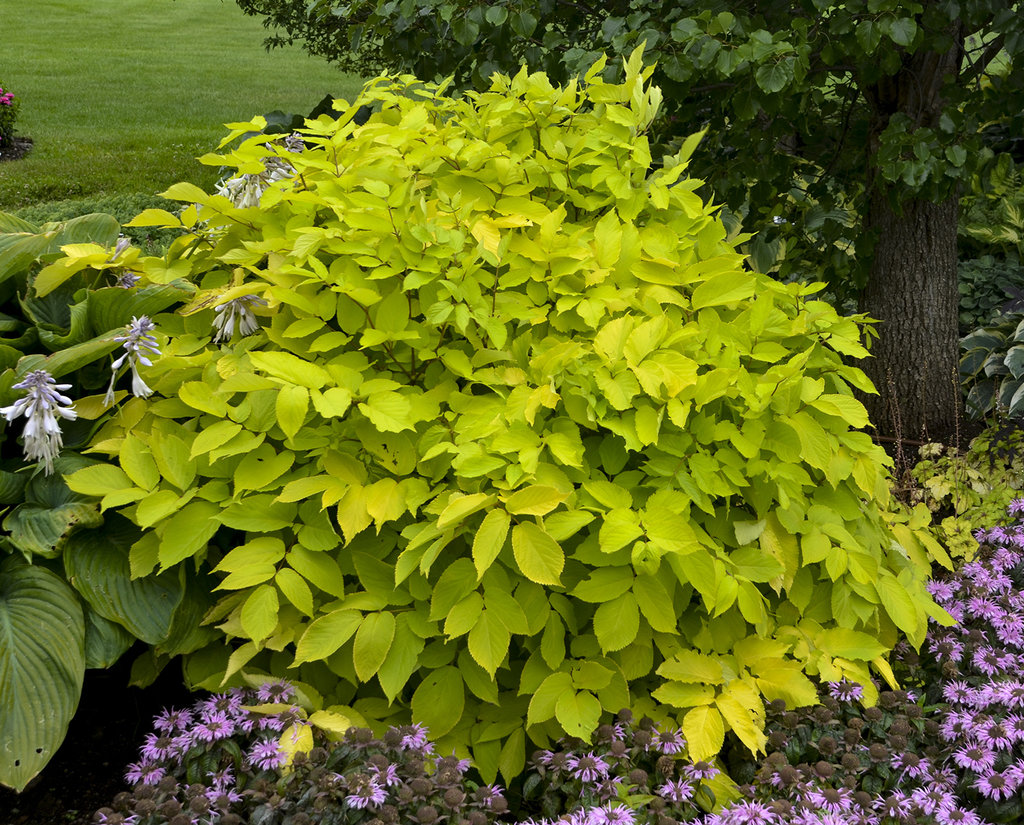 �Sun King� Golden Japanese Spikenard Aralia cordata